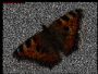 ASCII-Schmetterling - ein Kunstwerk aus Zeichen